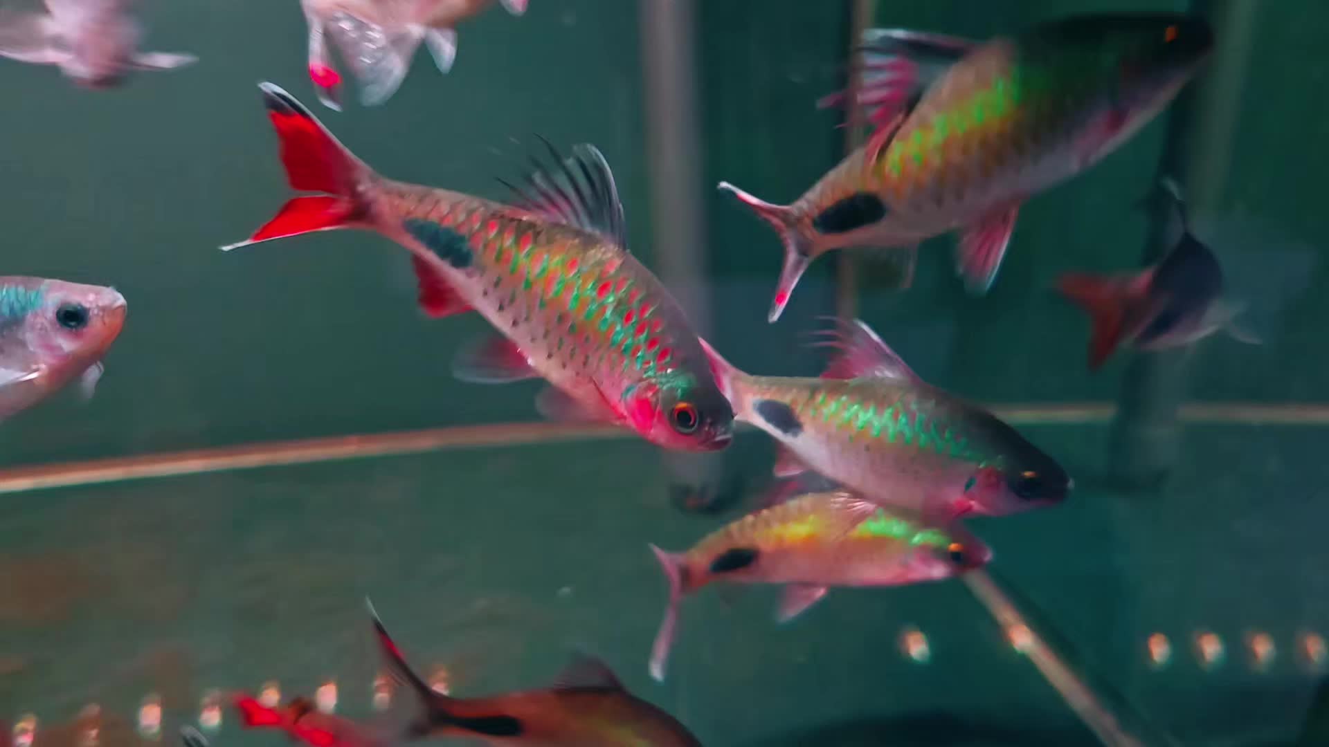 @Long chơi hồng mi bóng đêm 🦈