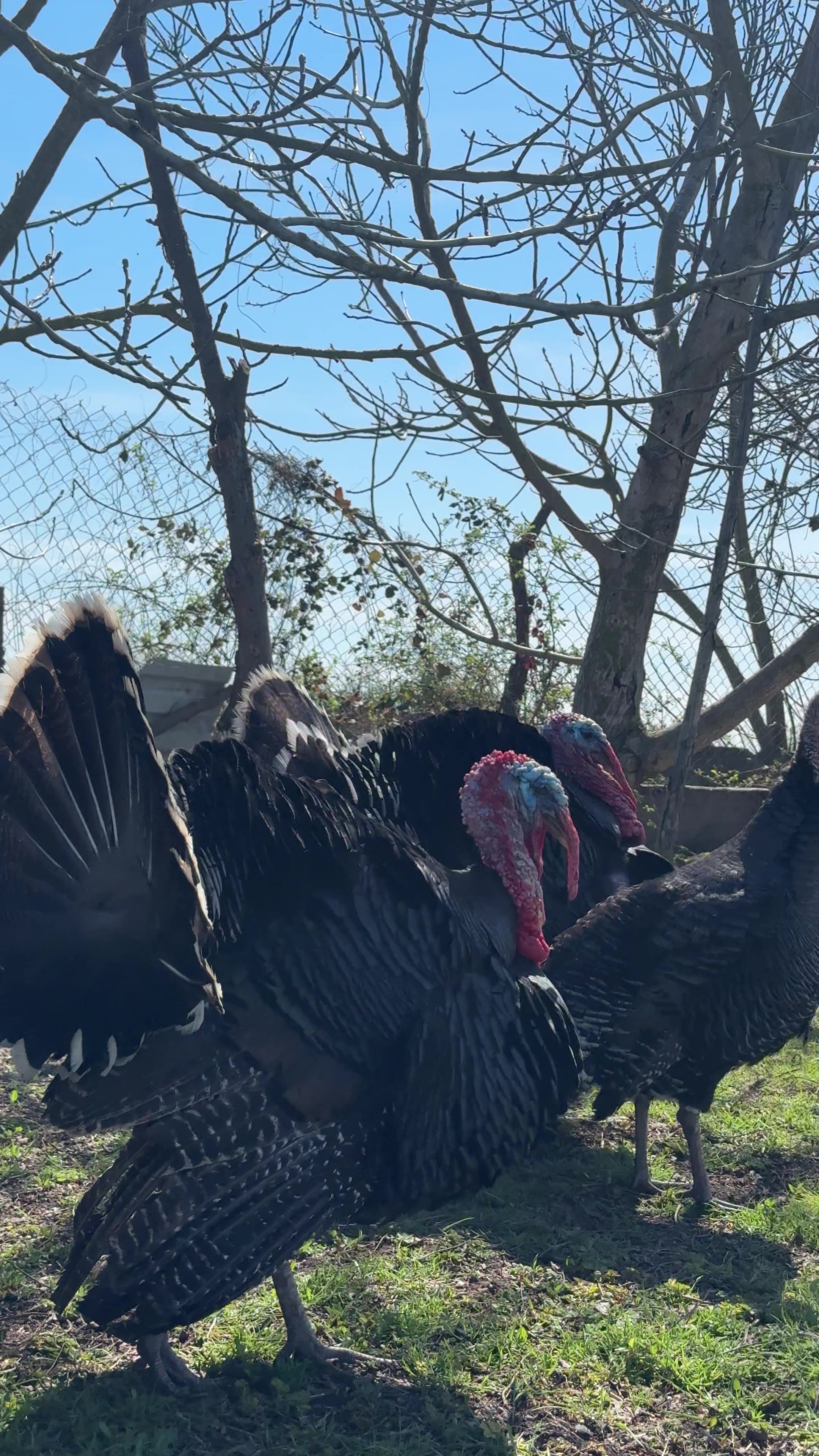 @şükürzadə təbərrik