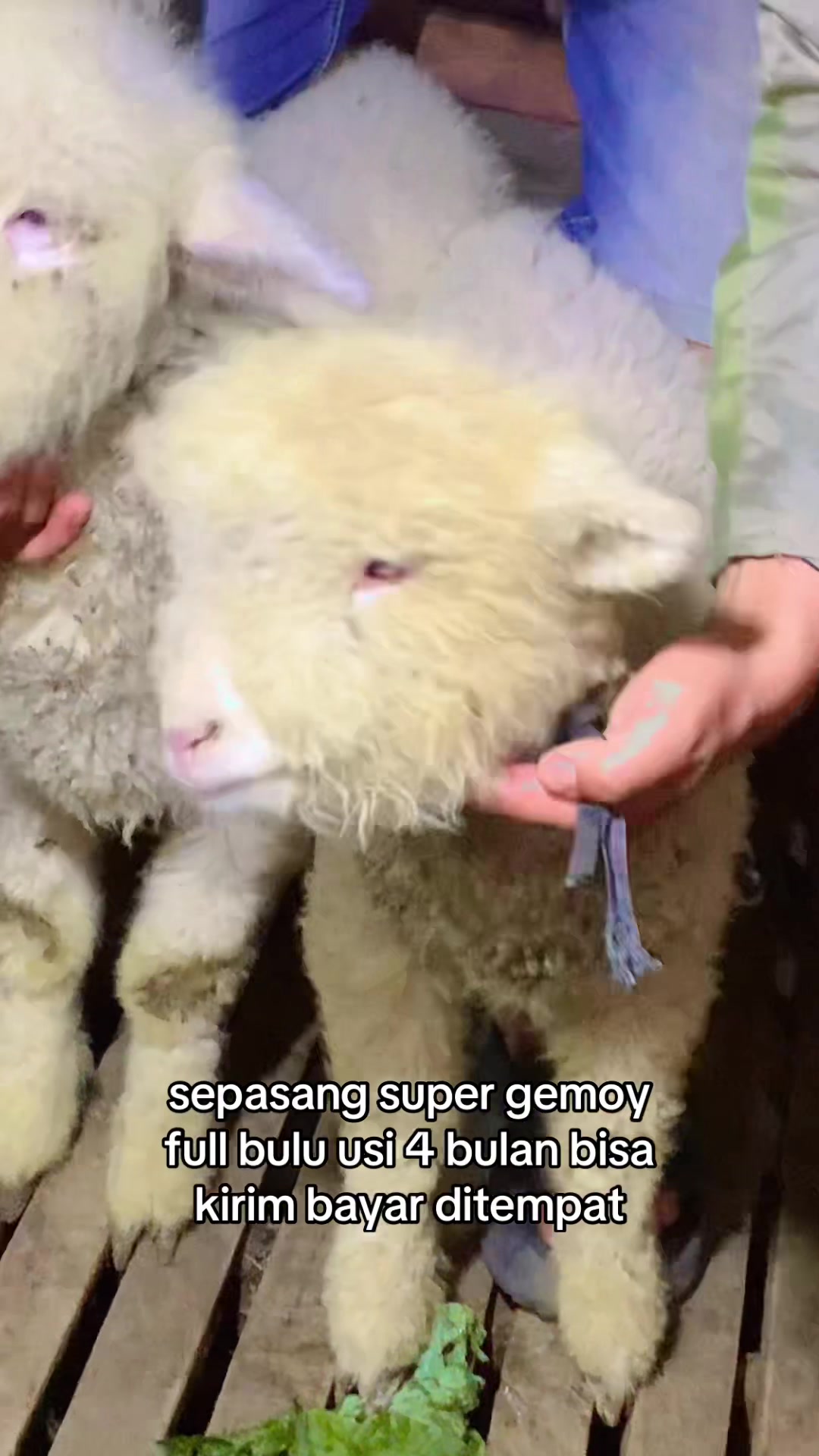 @RAMBOEN FARM TMG
