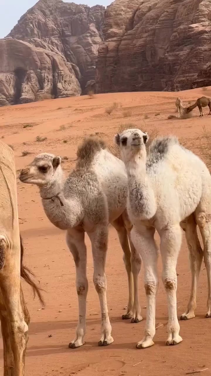 @fawzi Petra🇯🇴