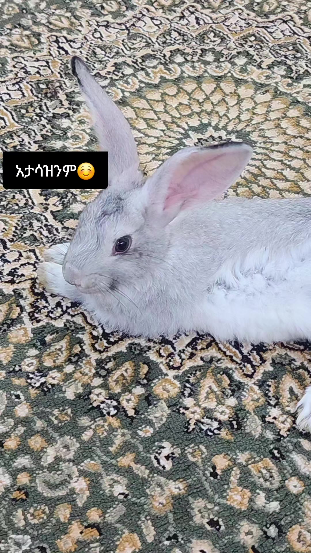 @𝐅o̸𝐳' _🦋