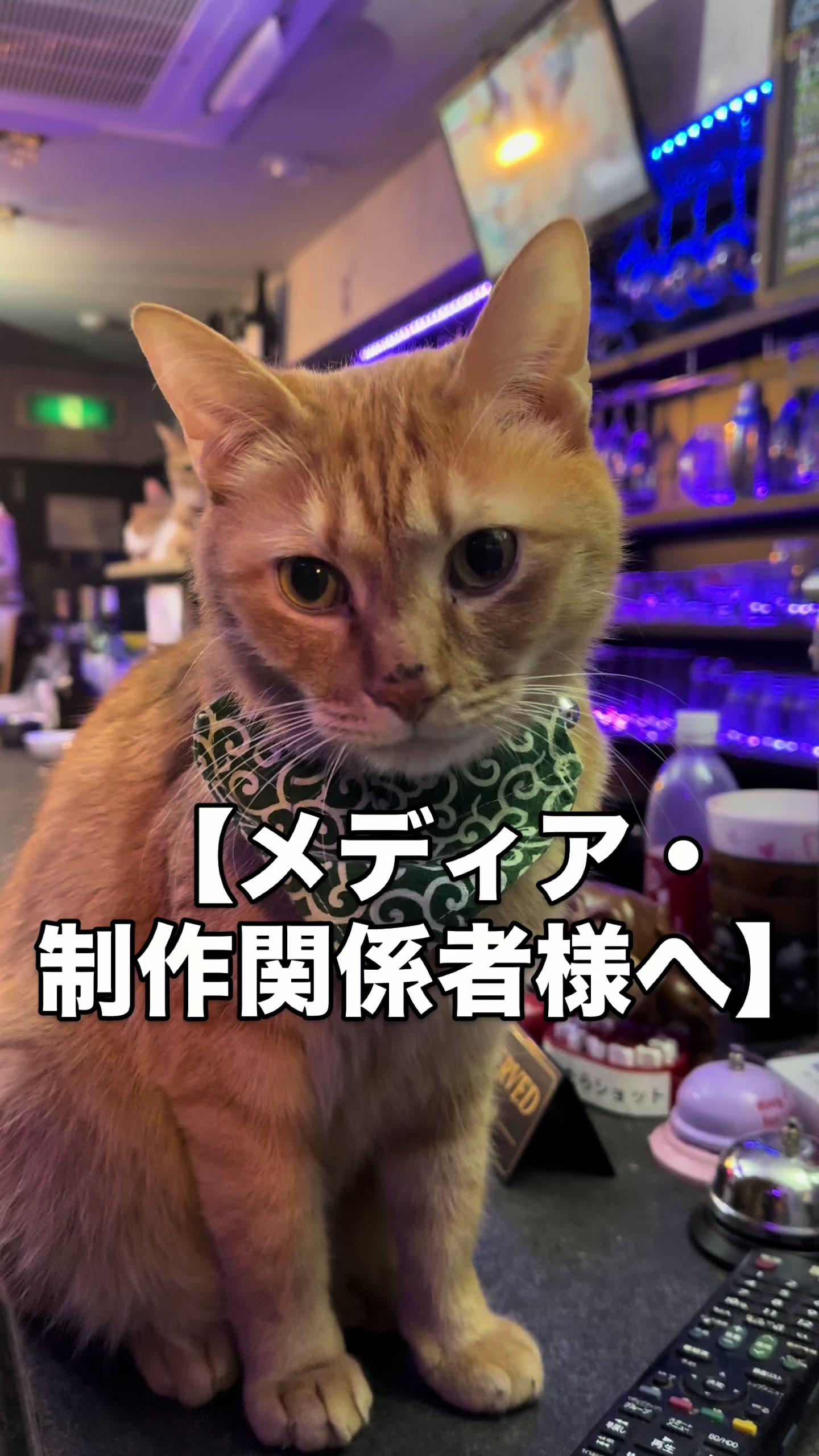 @Cats in the Box.