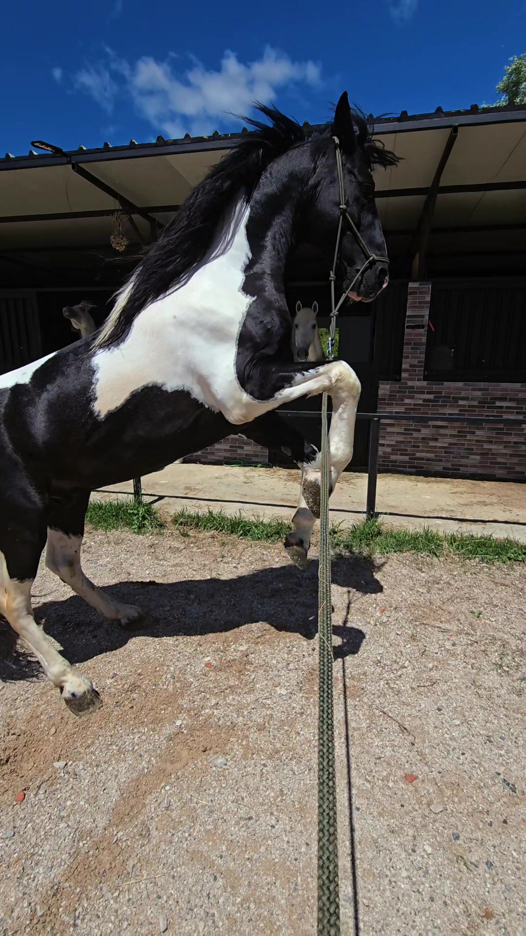 @Horse Training Center Albania