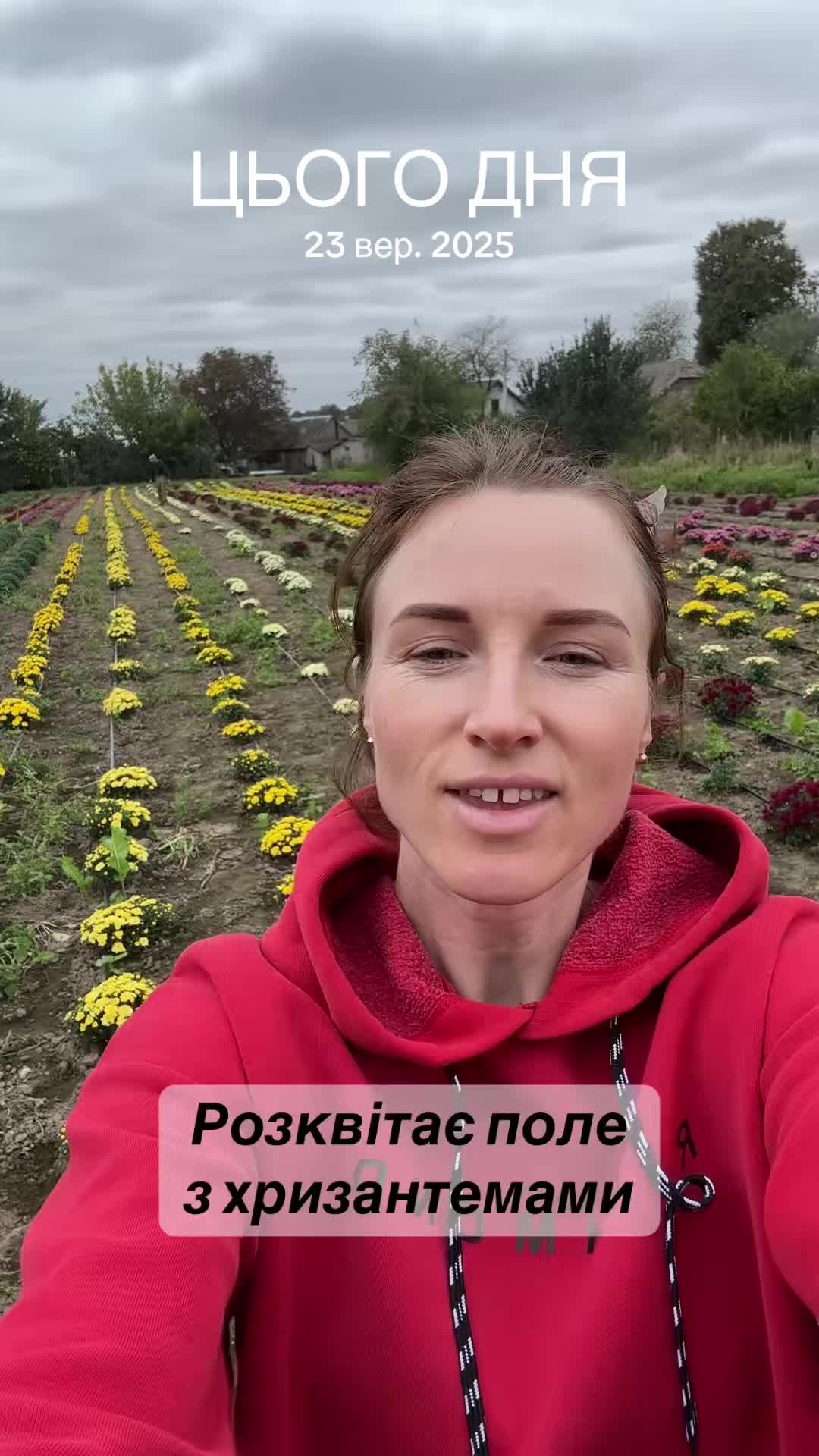 @Хризантема мультифлора