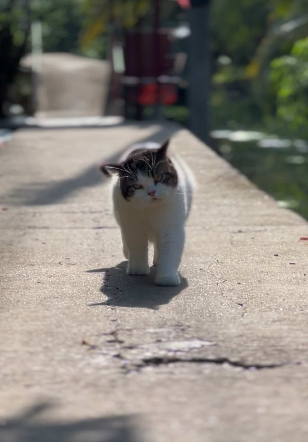 @บ้านผมมีแมวสามตัว😸