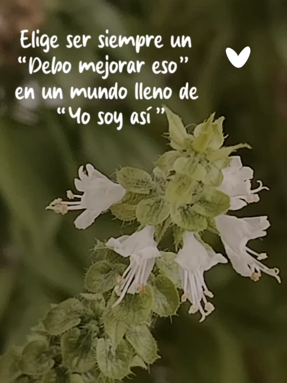 @Liliana Zabala Mendoza