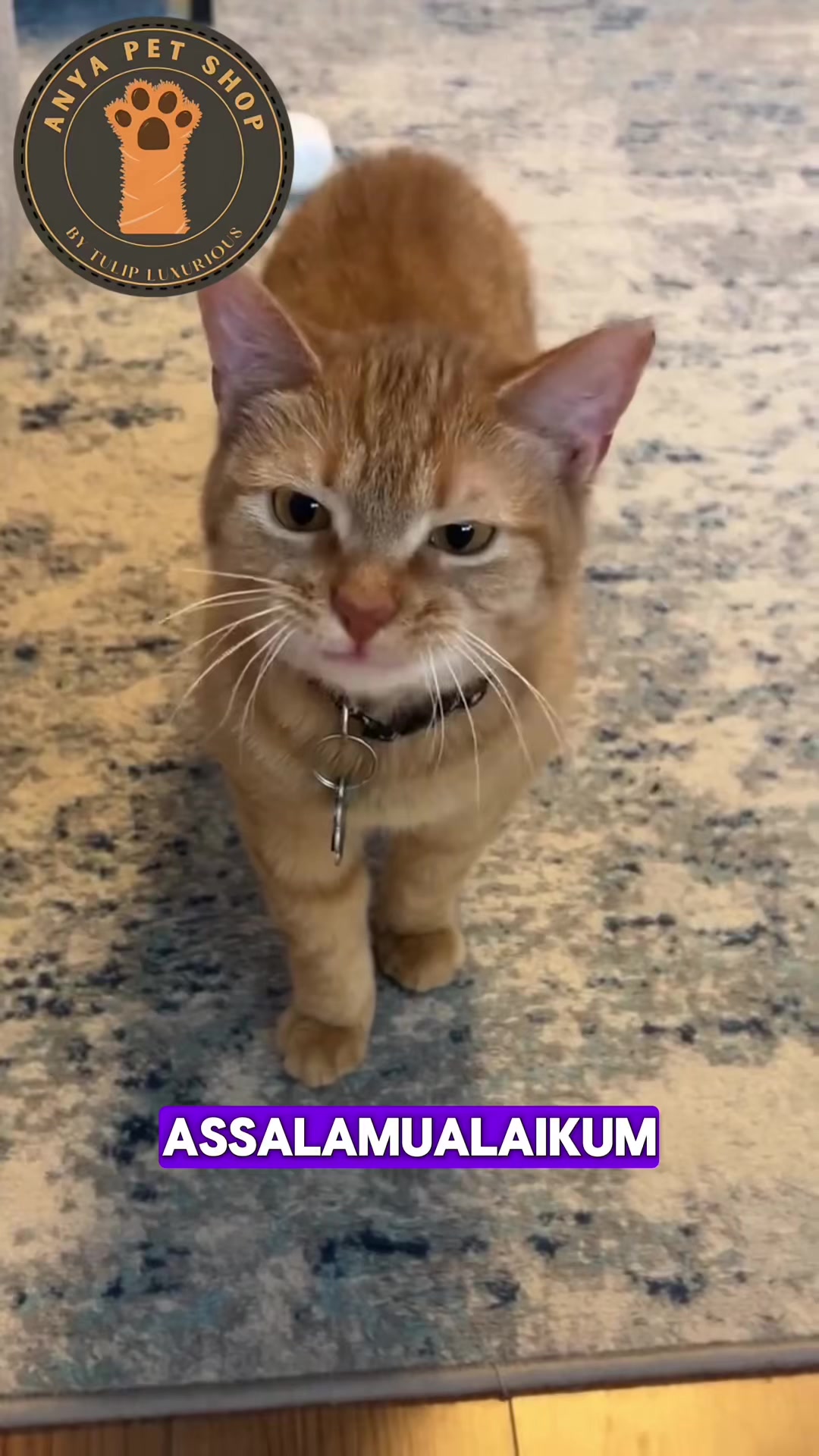 @Anya Pet Shop