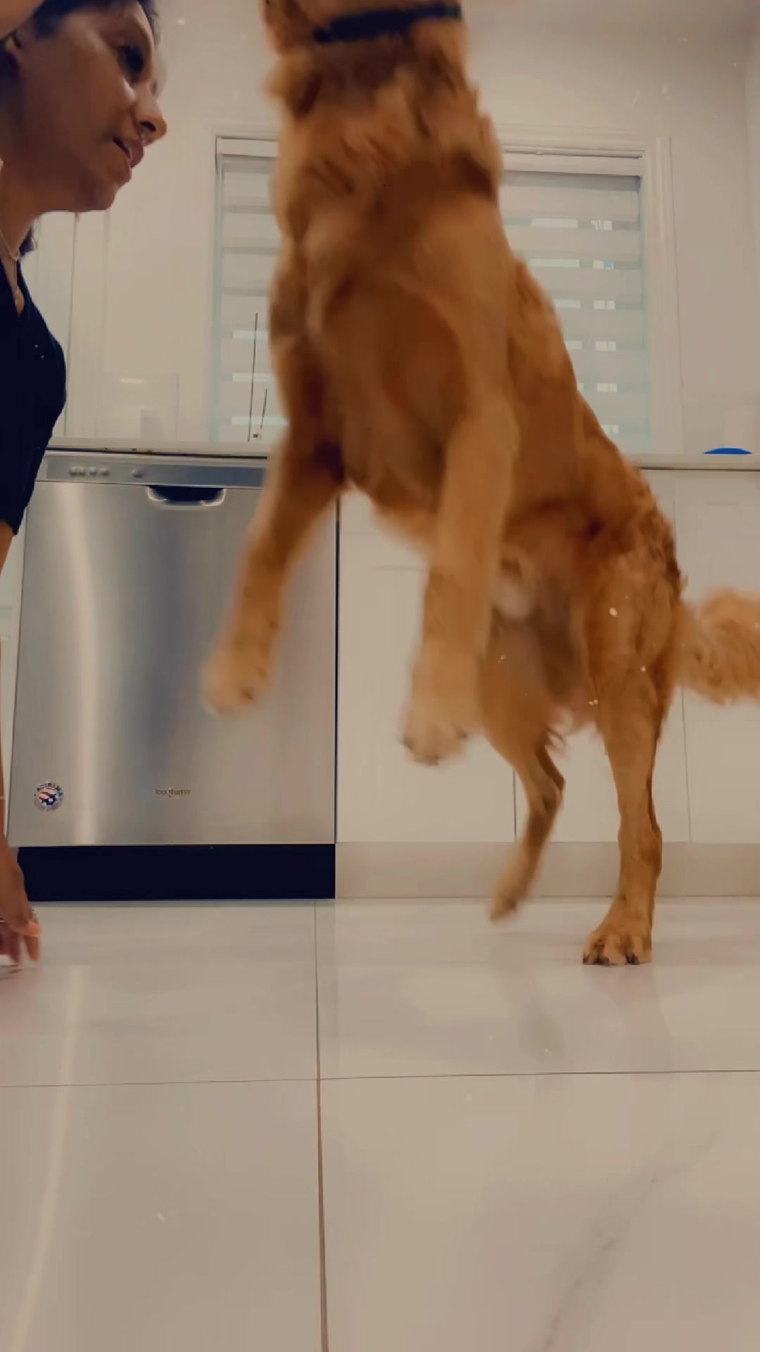 @Cooper the Golden Retriever 🦮