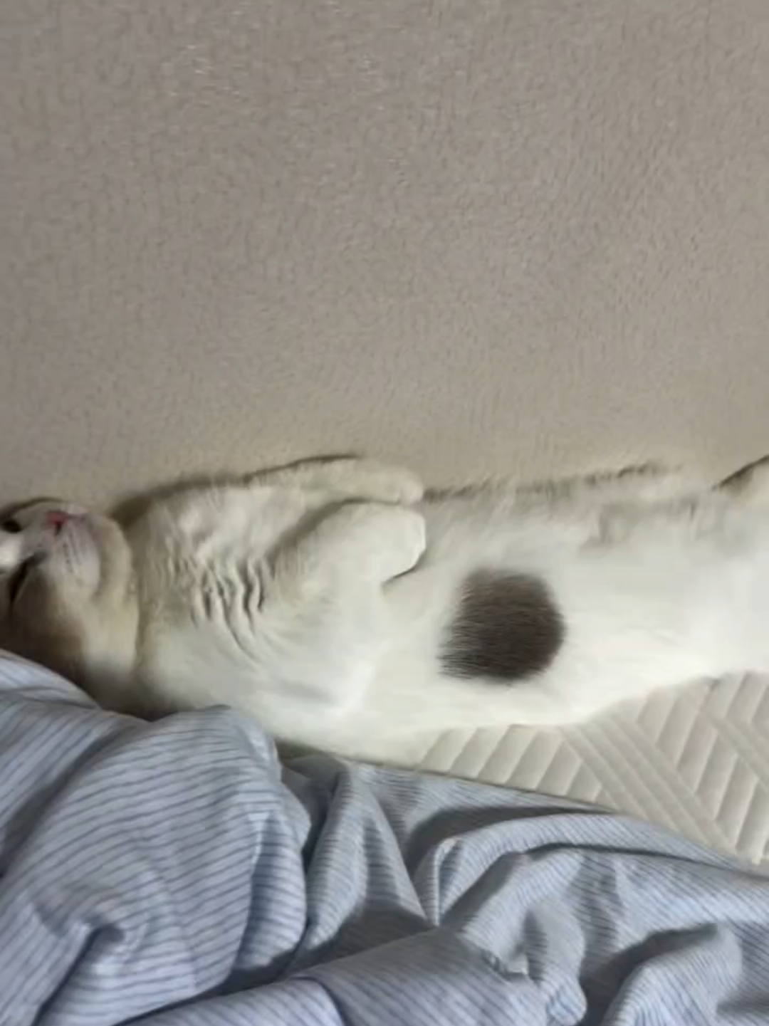 @Chonky World Of Cats
