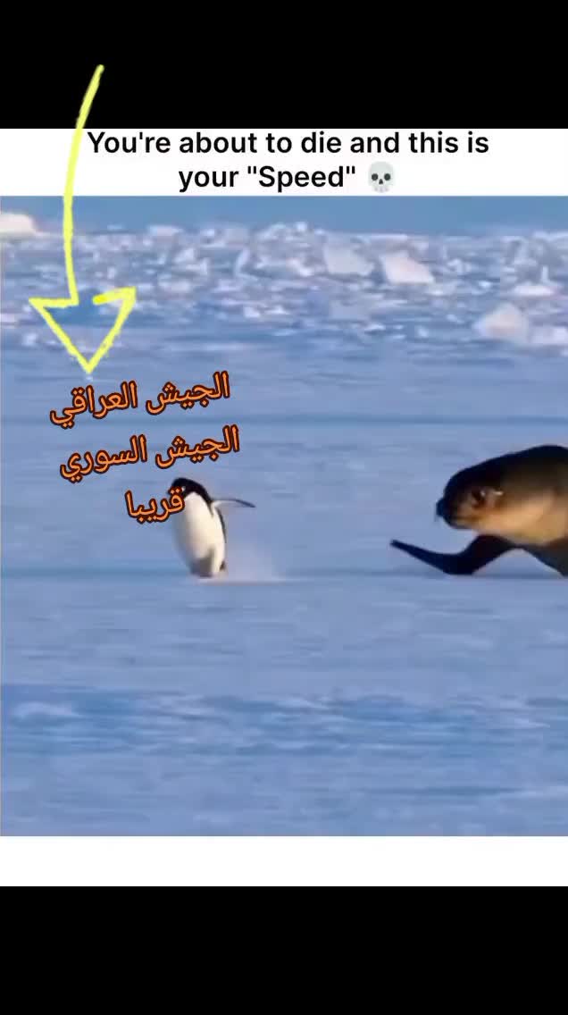 @الموحد القرشي 25
