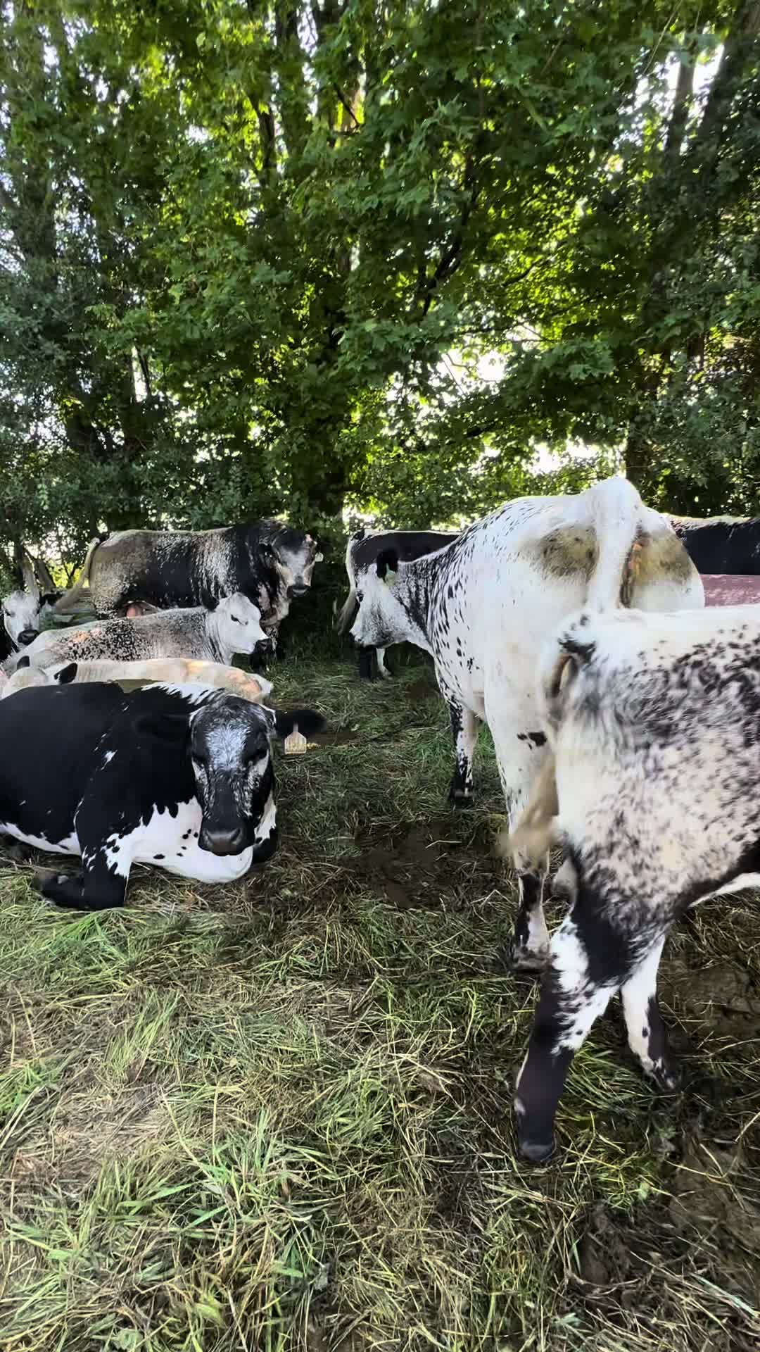 @Speckle Park Cattle 🇨🇦