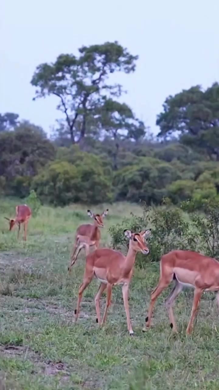 @Nesh Tours and Safaris