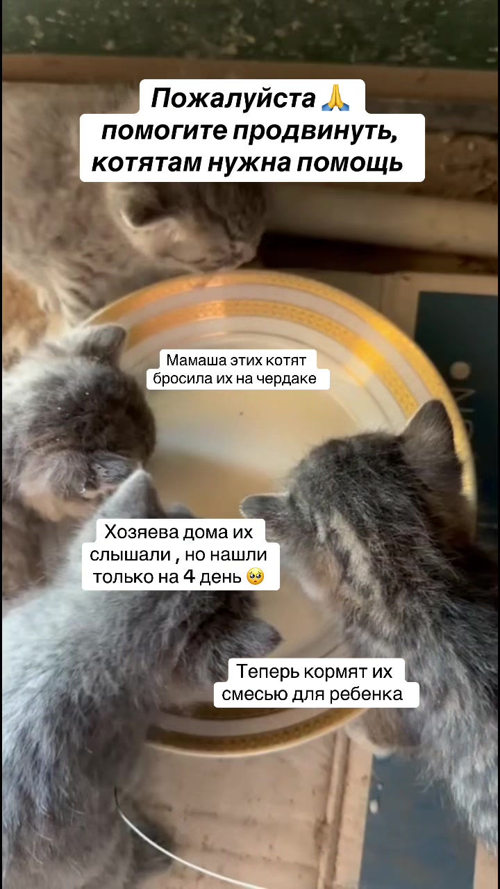 @Abrikoshka