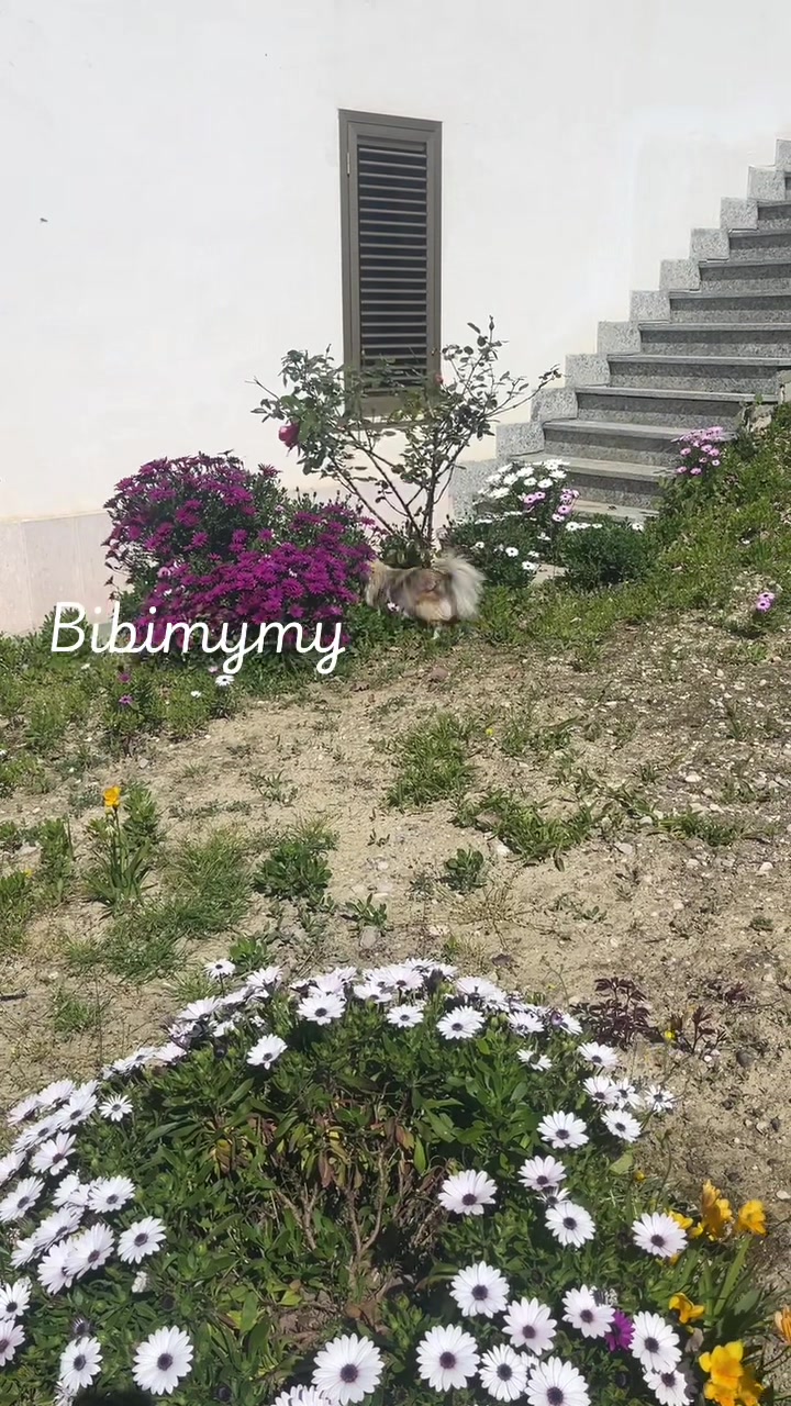 @Bibimymy
