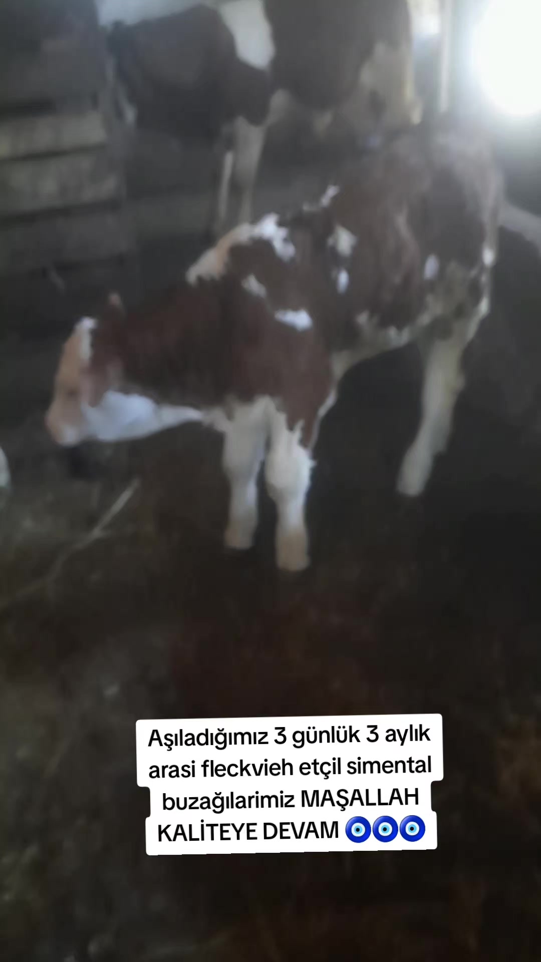 @sakip ekşi ( Deva Vet)