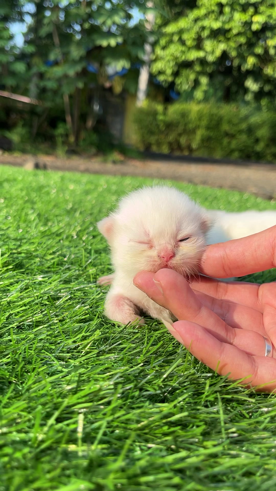@Republic Of Cat