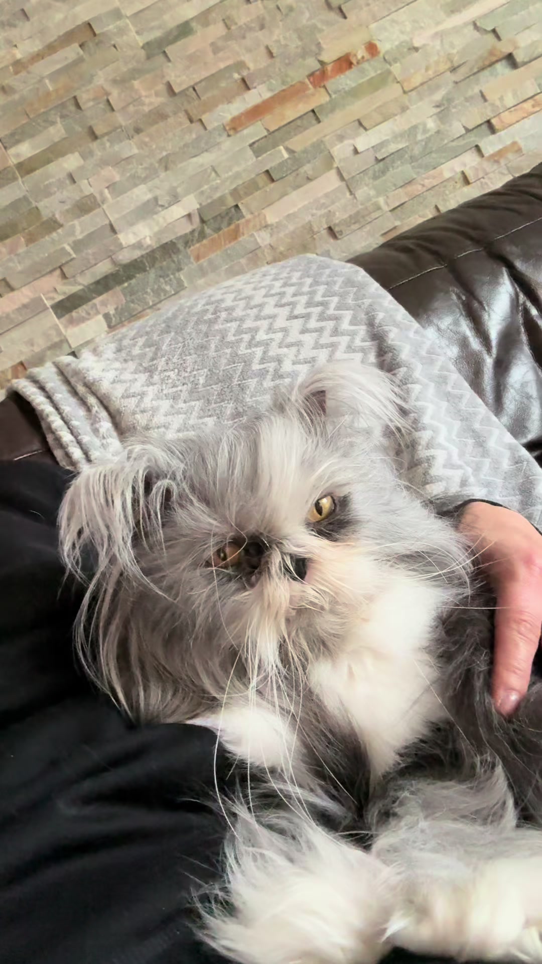 @atchoumthecat