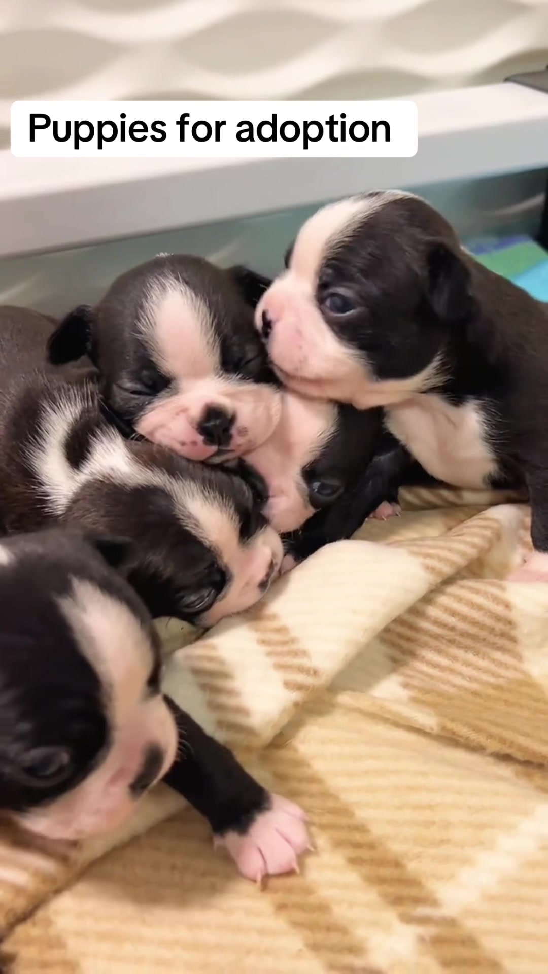 @Boston terrier puppies