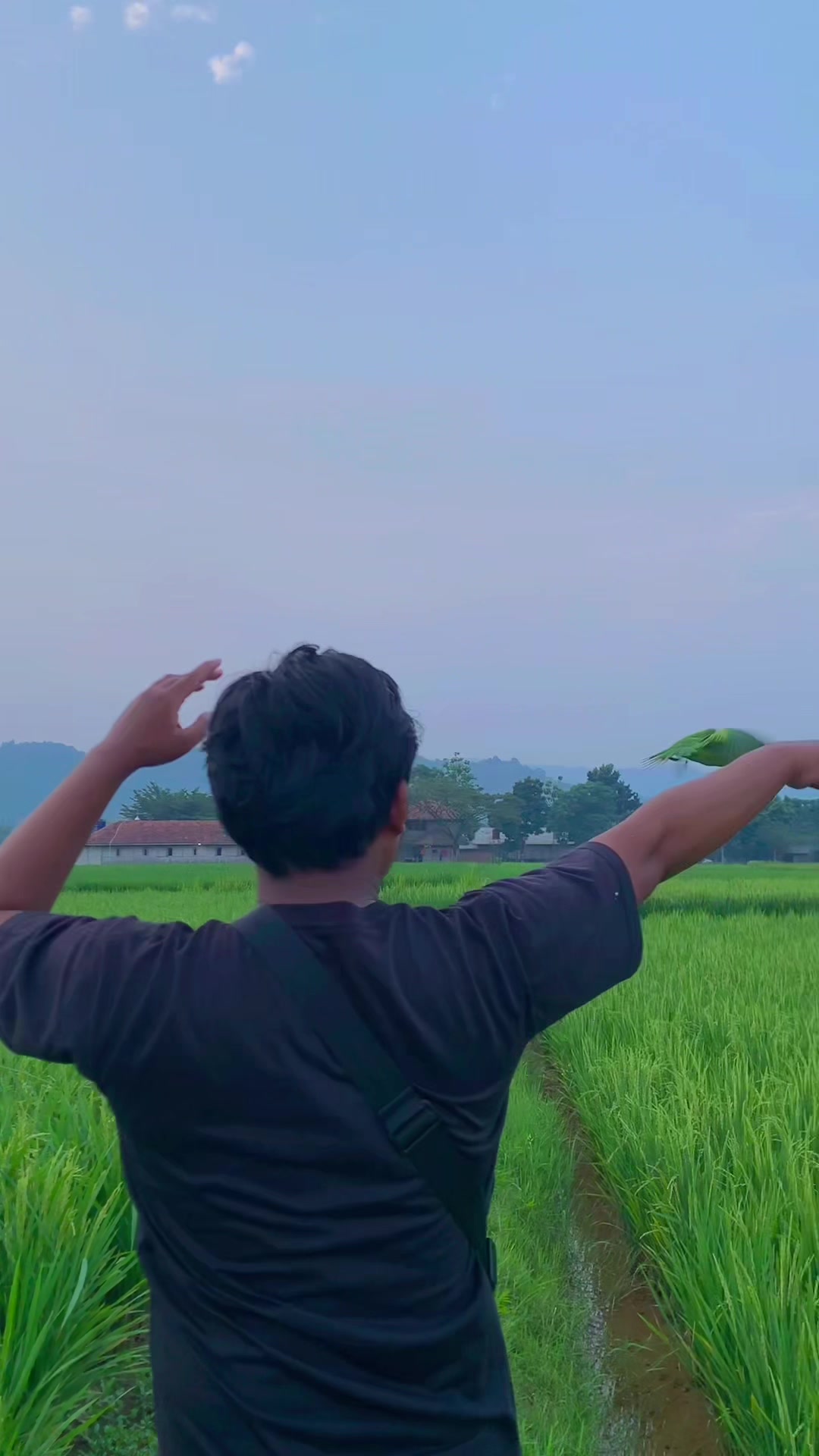 @Seputar Burung Free Fly