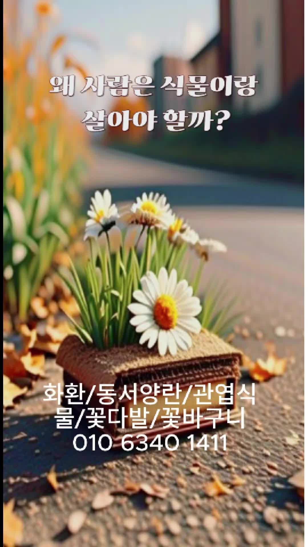 @hayaflower