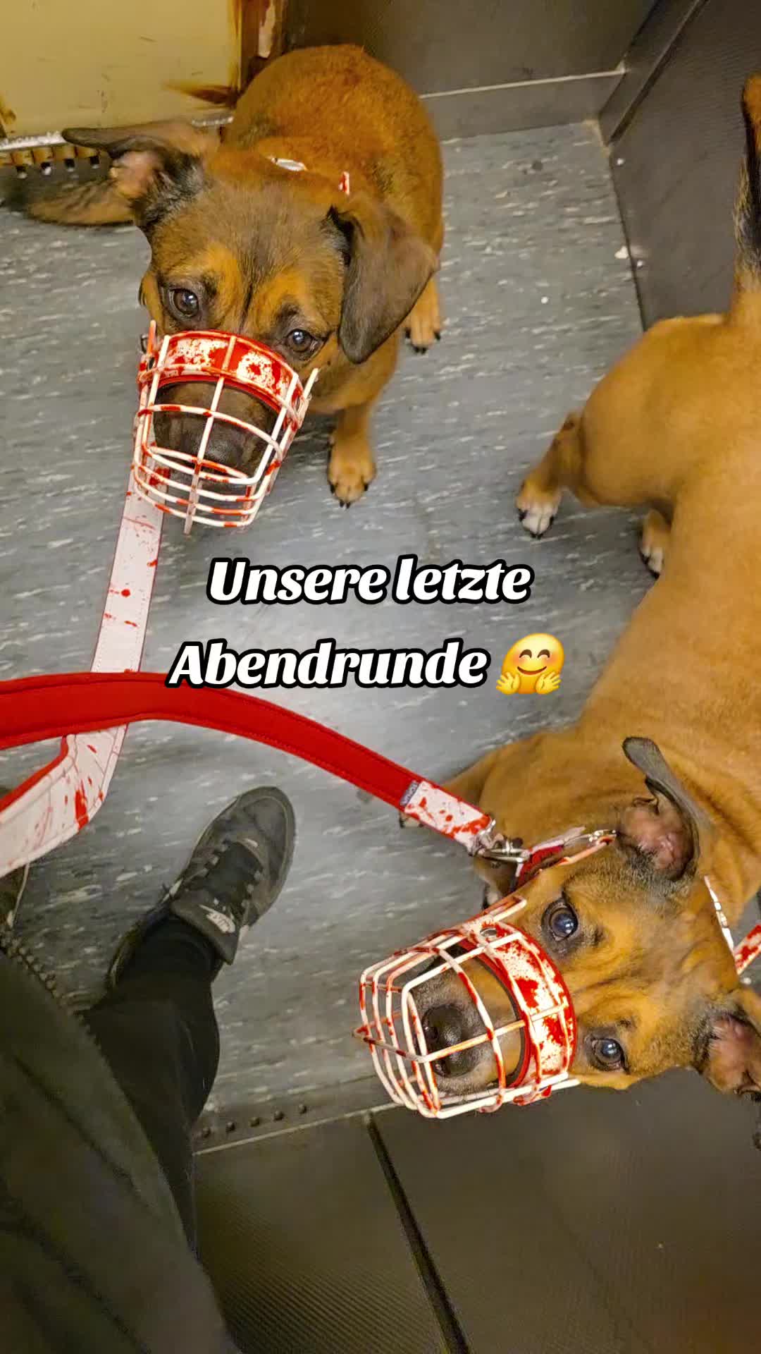 @Staffordshiremix Geschwister🐾