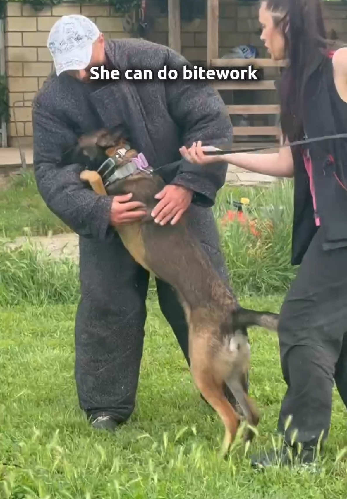 @malinois_edition
