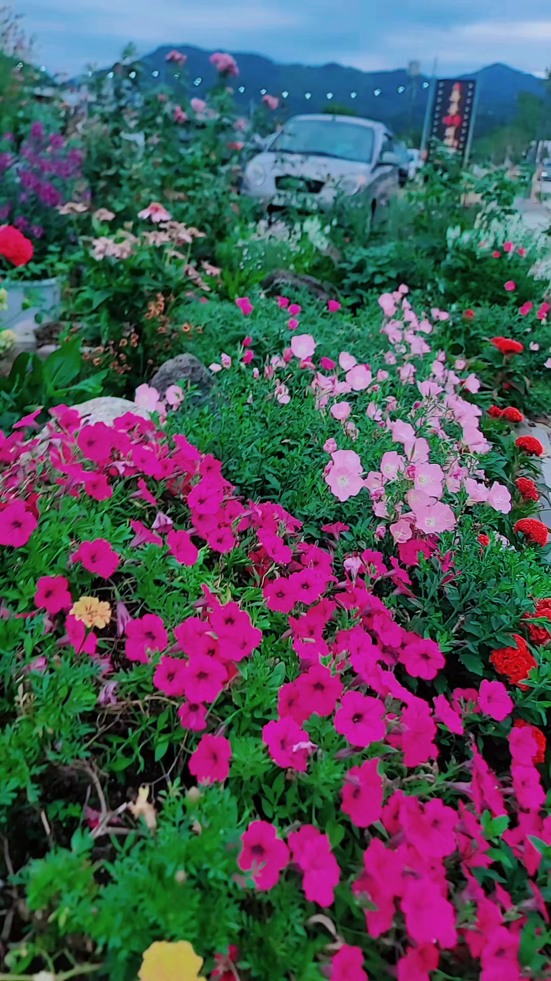 @ali korea 🇰🇷
