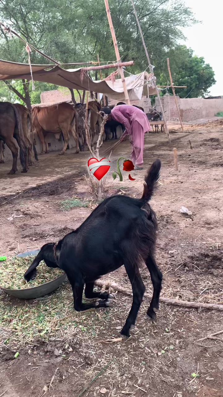 @nazam_joiya🇰🇬❤️🩹