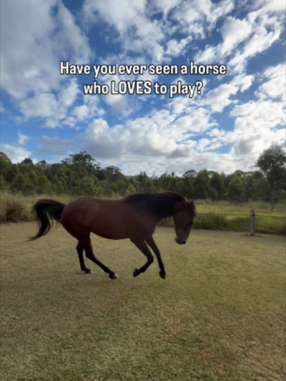 @Myhorsewillow