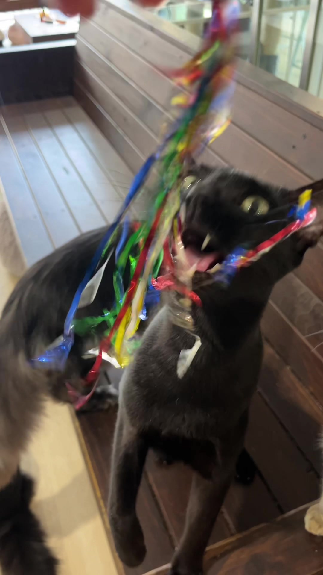 @crazycatcafe