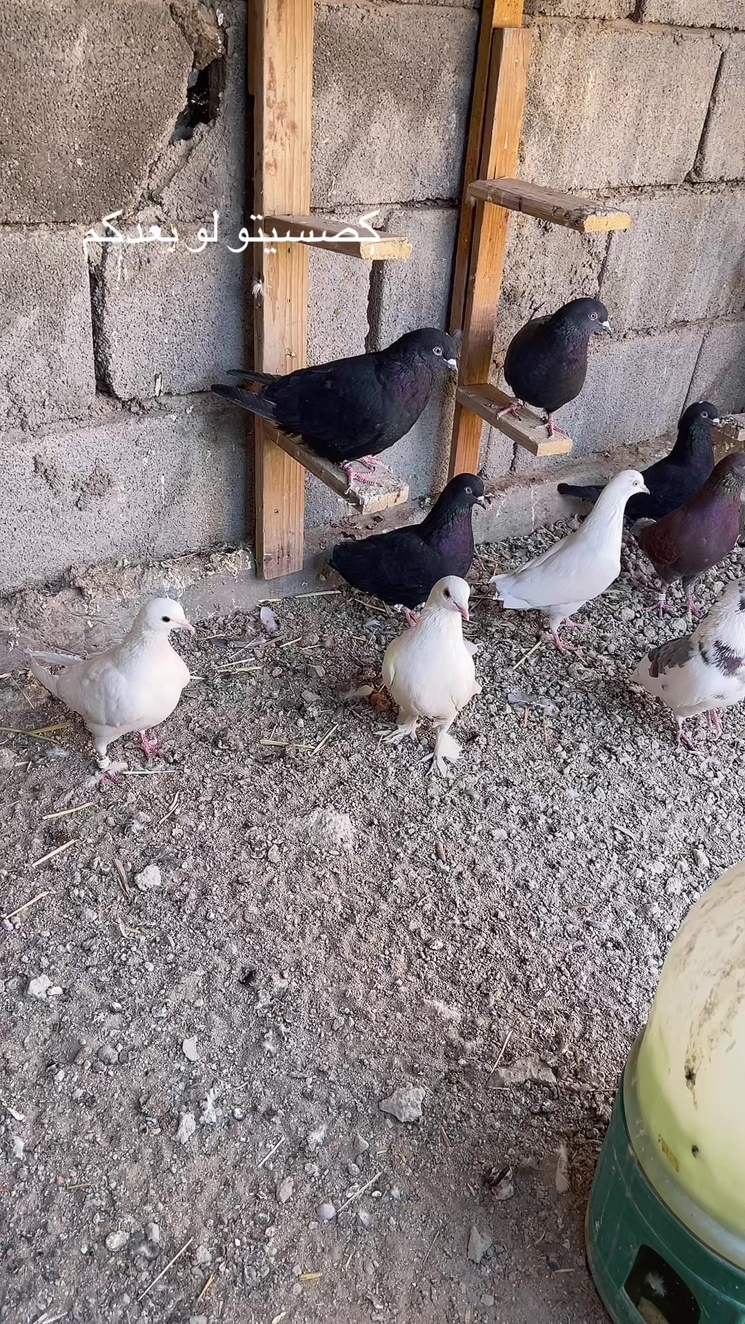 @عبسي