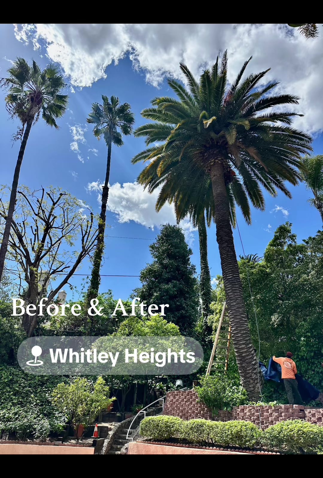 @Estan Tree Specialist