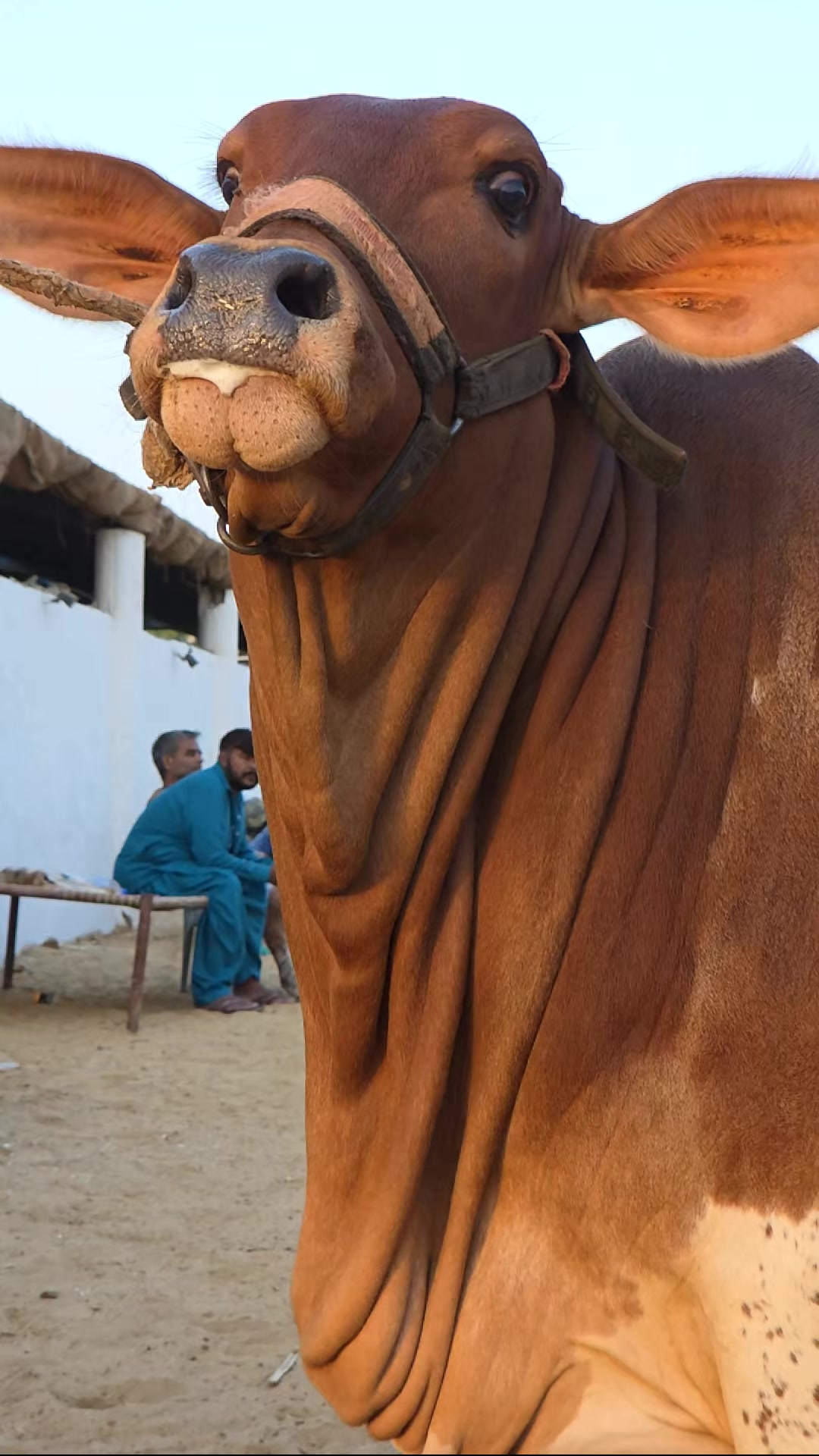 @MI Cattle Farm