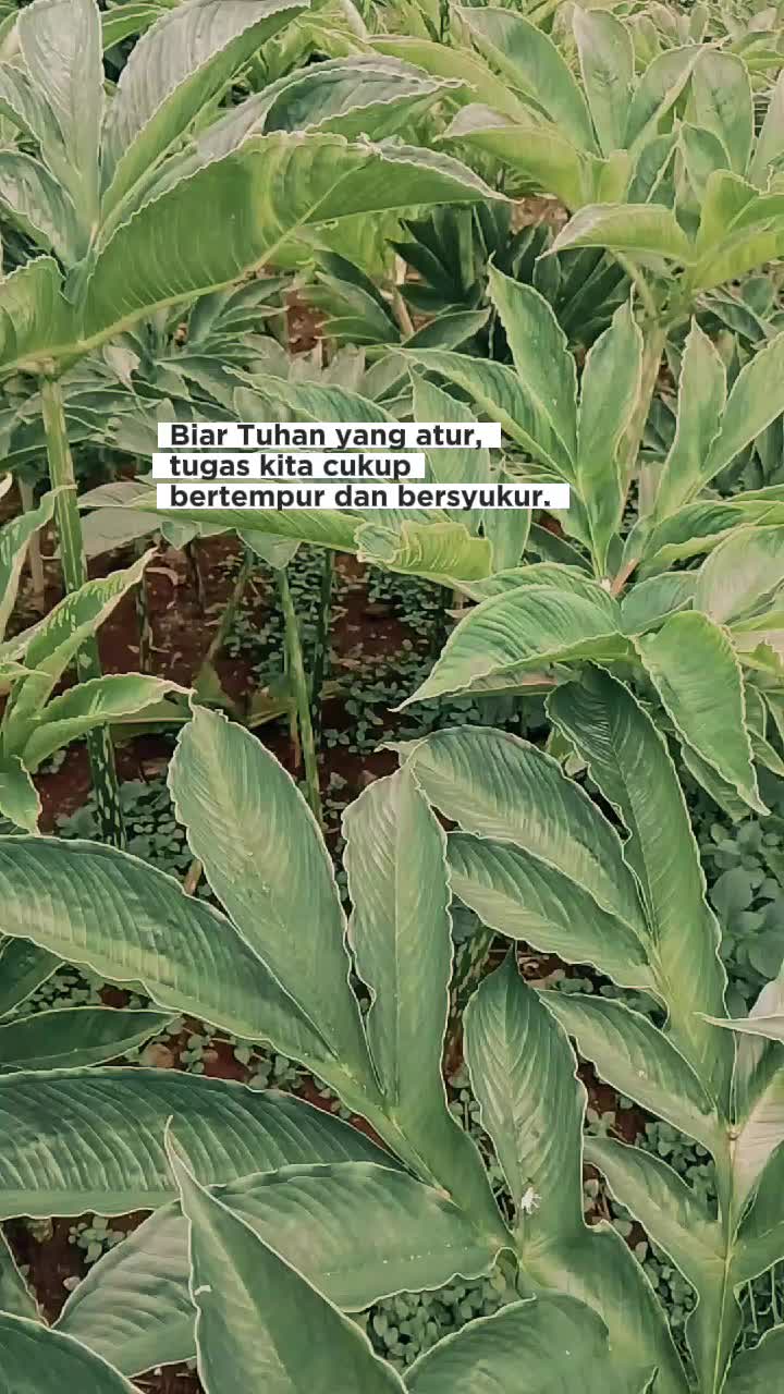 @mujijayaporang