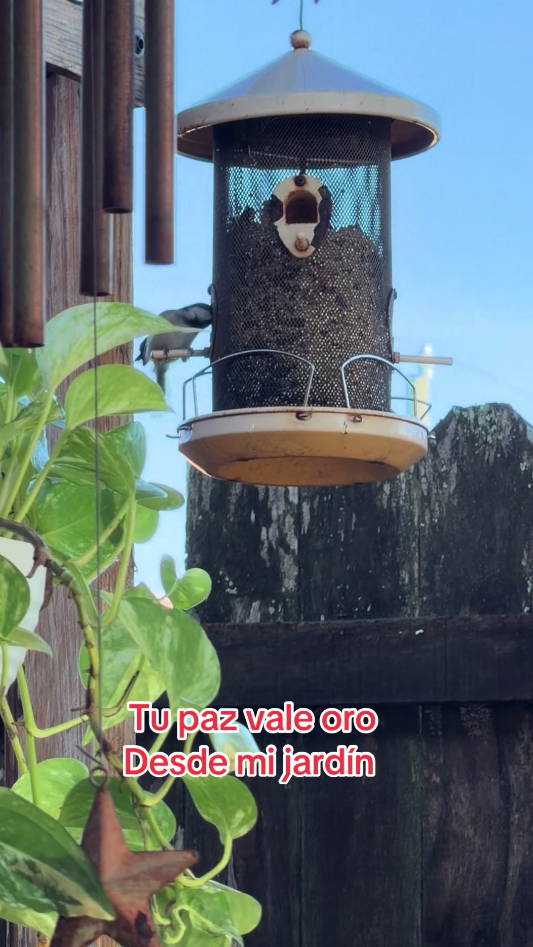 @Gladys Rosado
