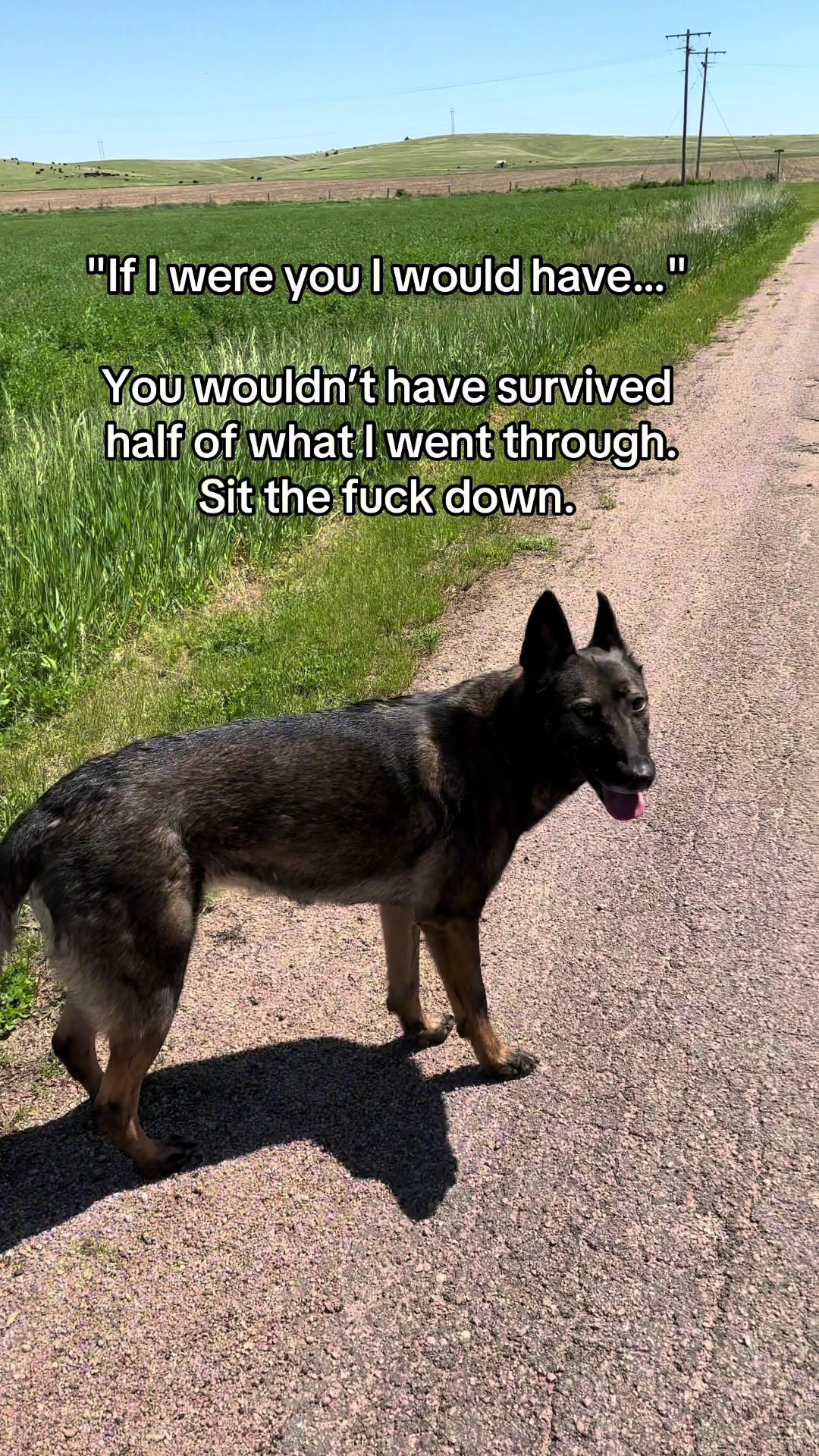 @K9 Dina
