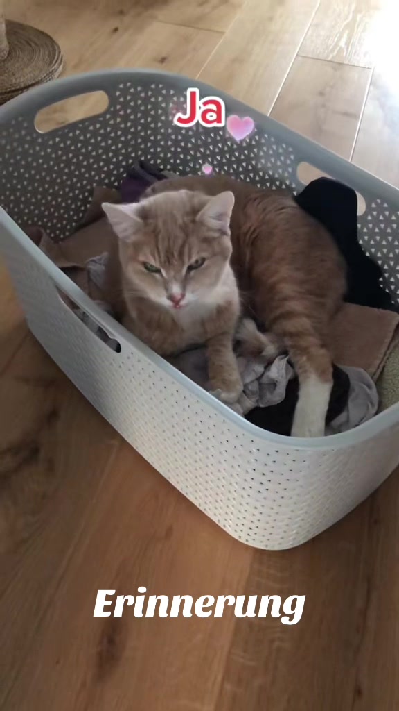 @Tina🙋🏼♀️Shiva🐈⬛❤️Mou🐈