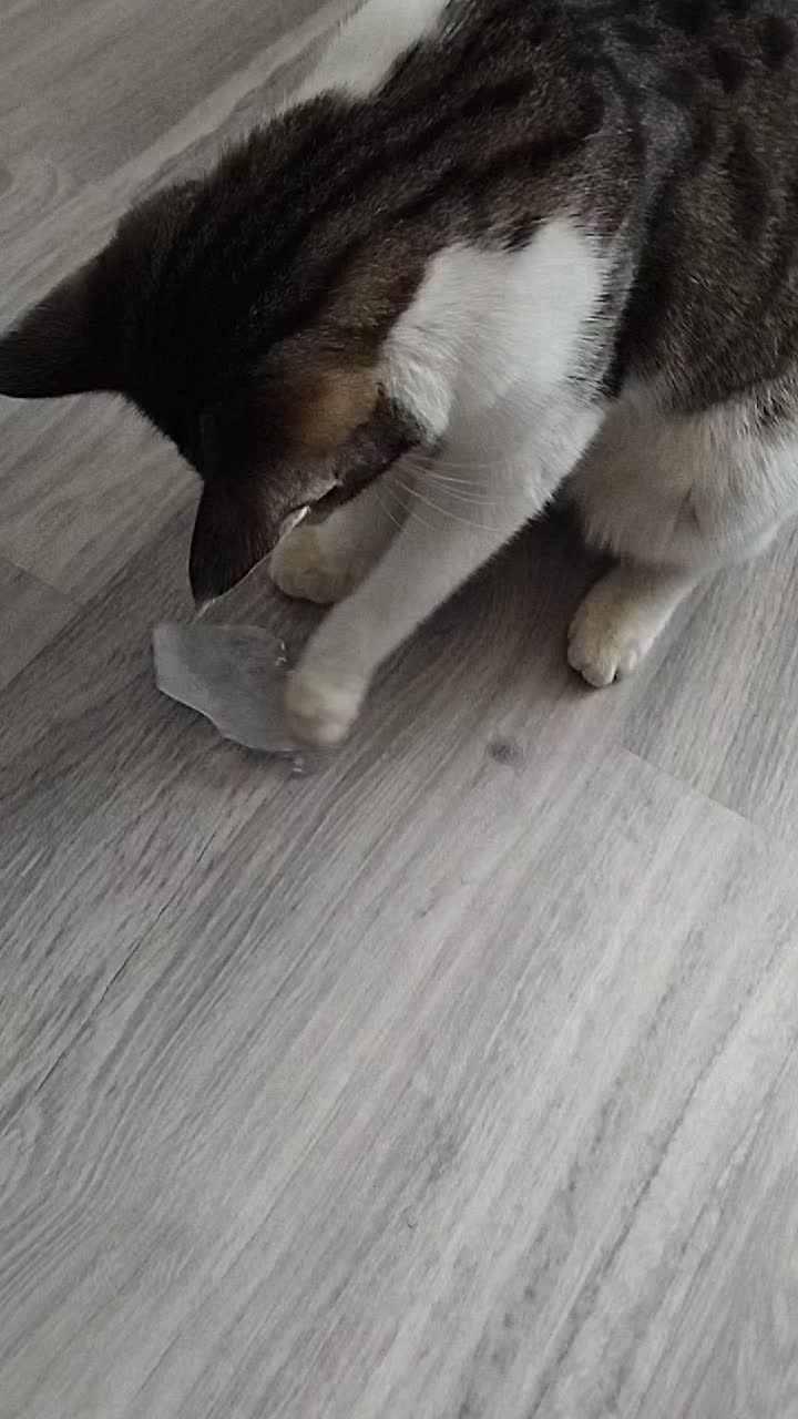 @🐾
