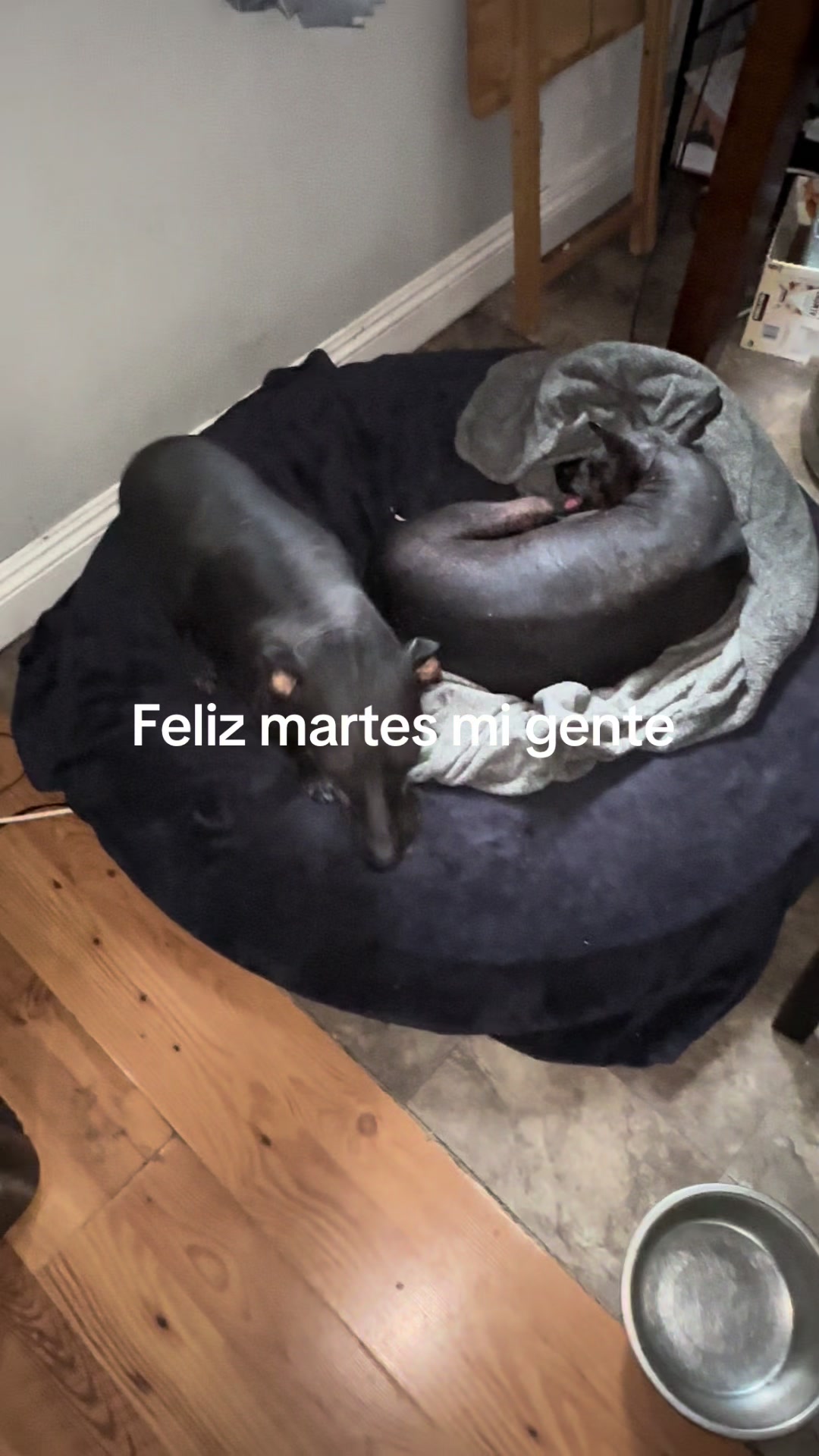 @Elcharitoopemex