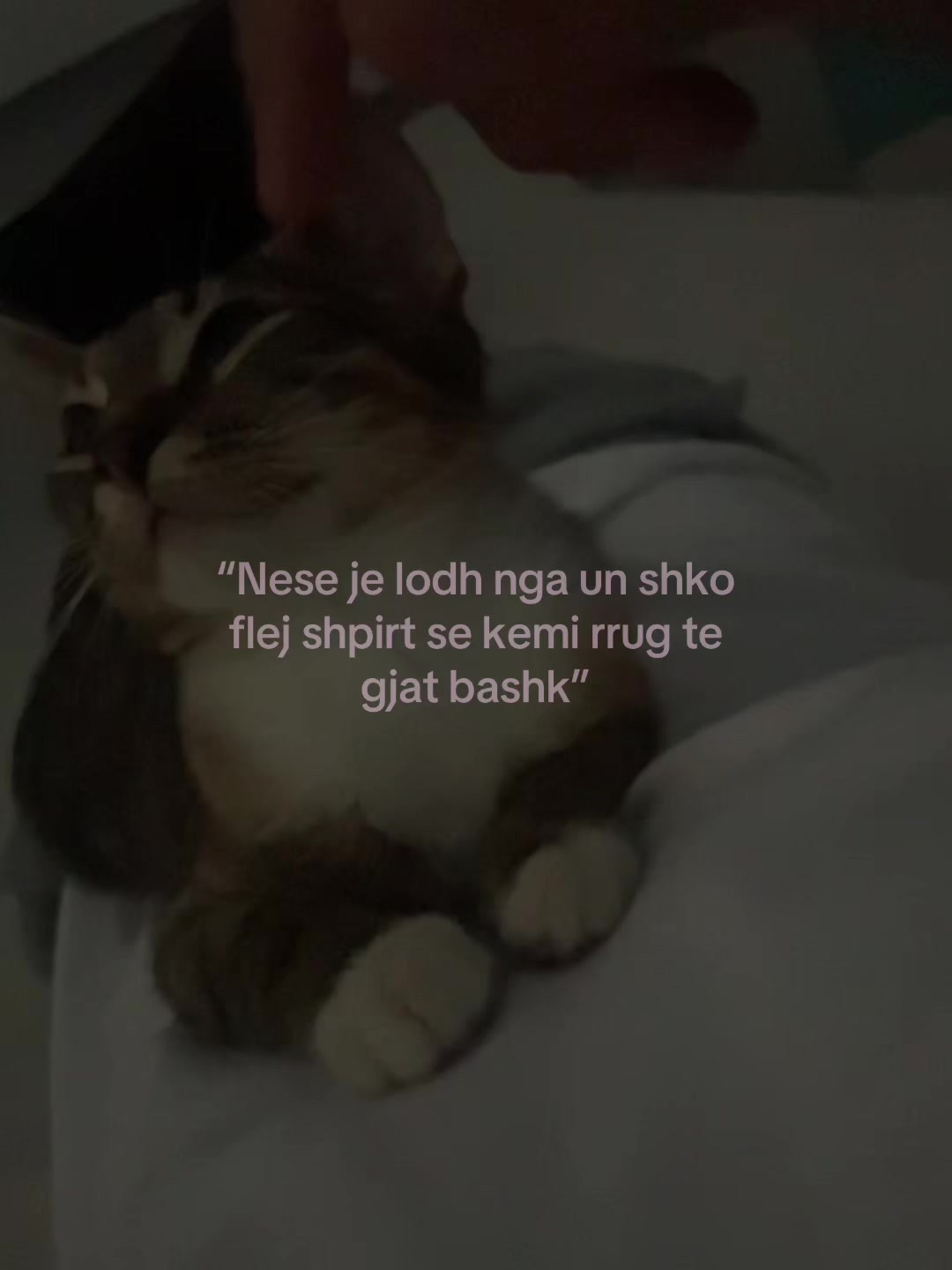 @daviloko101