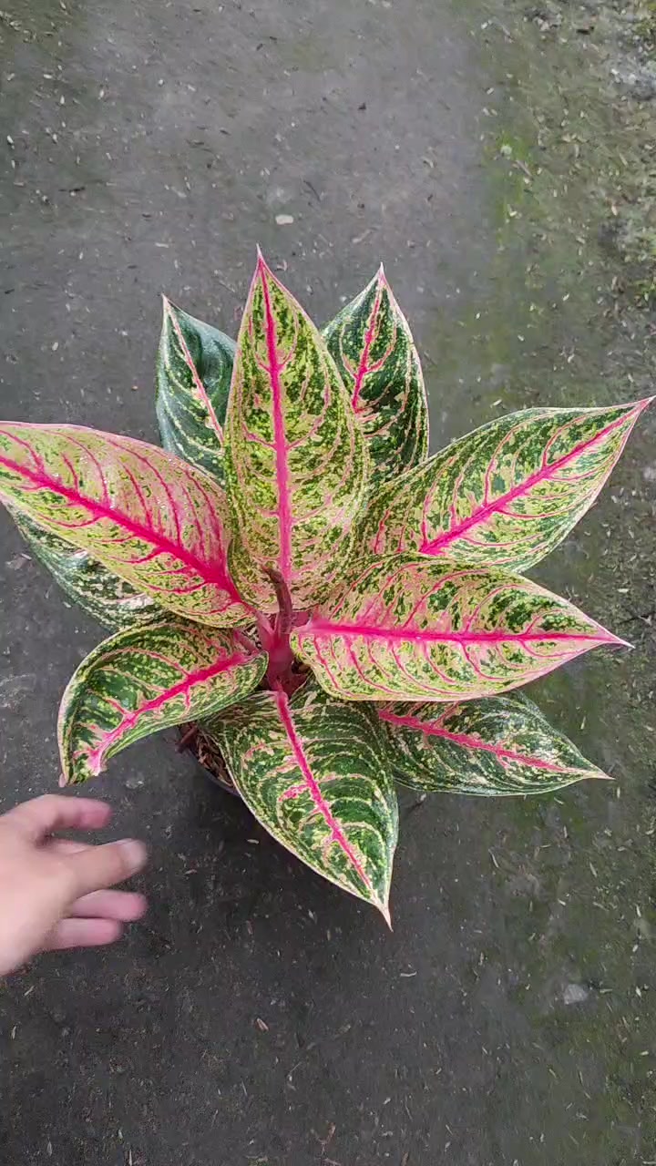 @Ronaldo_Aglaonema