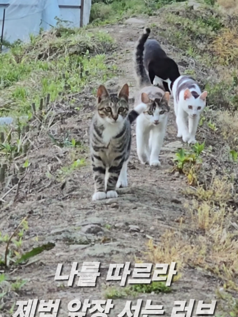 @유튜브 윤파머 납작복숭아