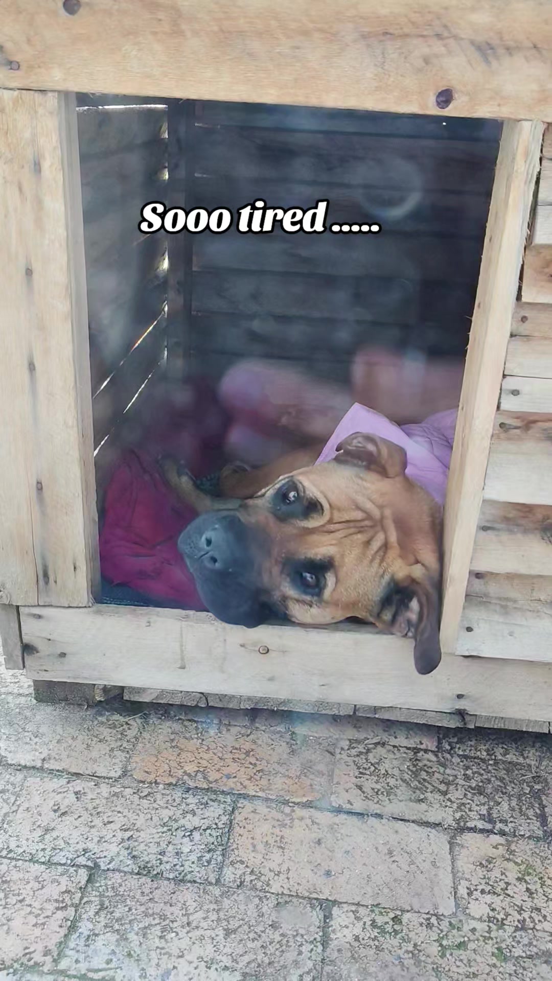 @Mishatheboerboel