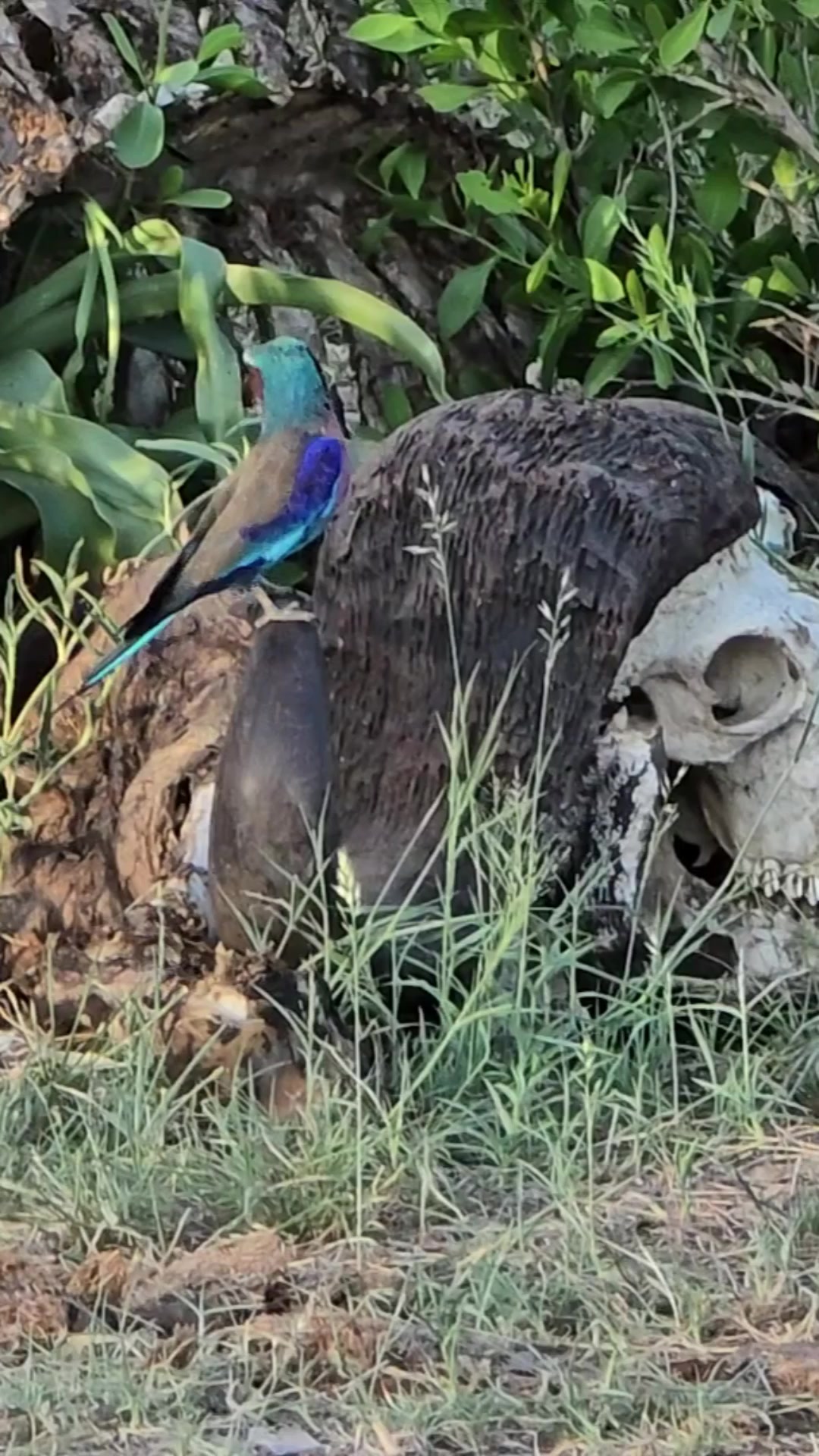 @KPS Safaris and Tours