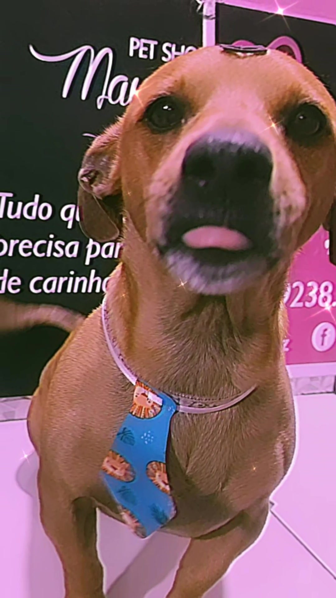 @MayPetz banho e tosa