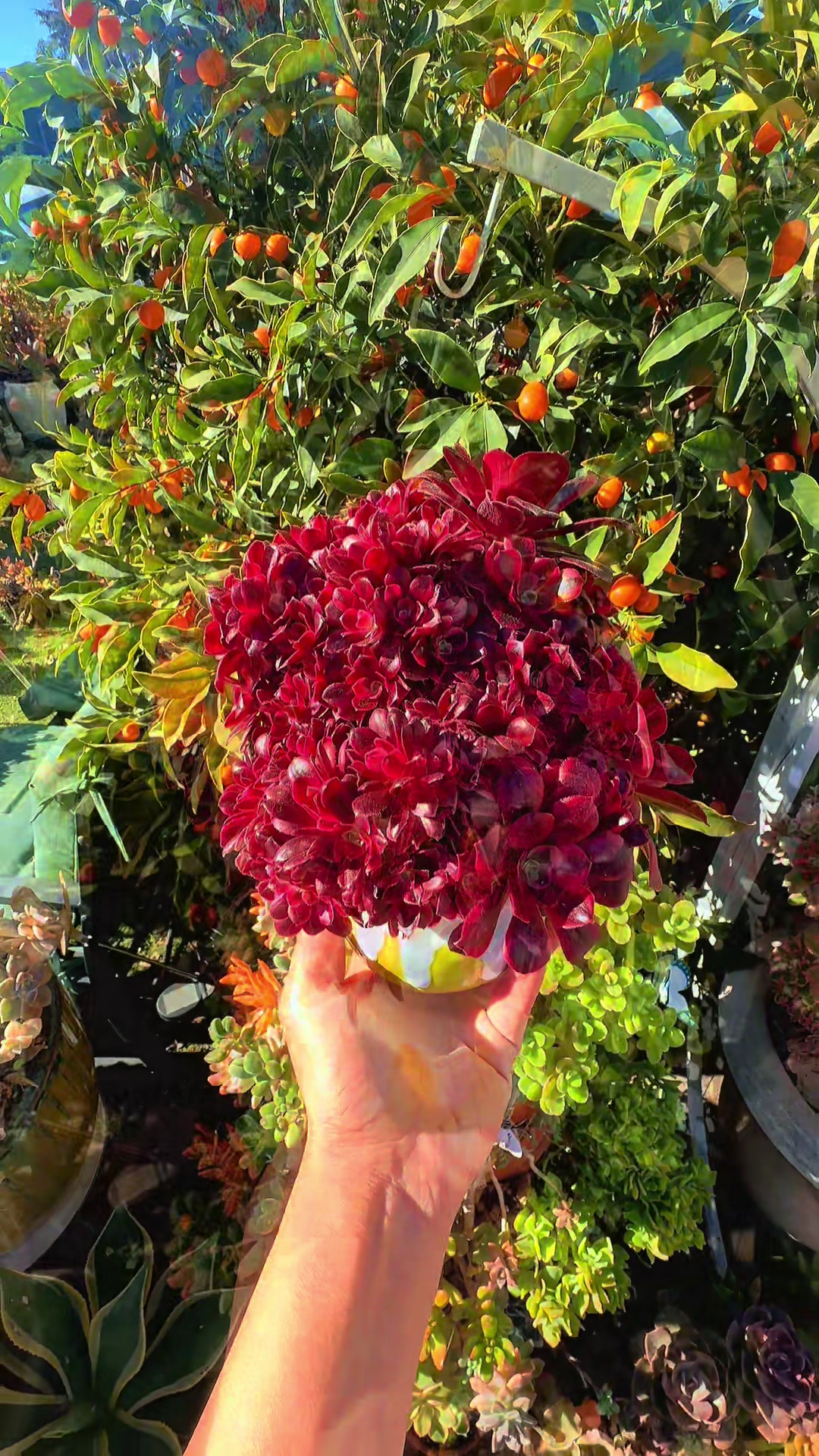 @euphoriablooms