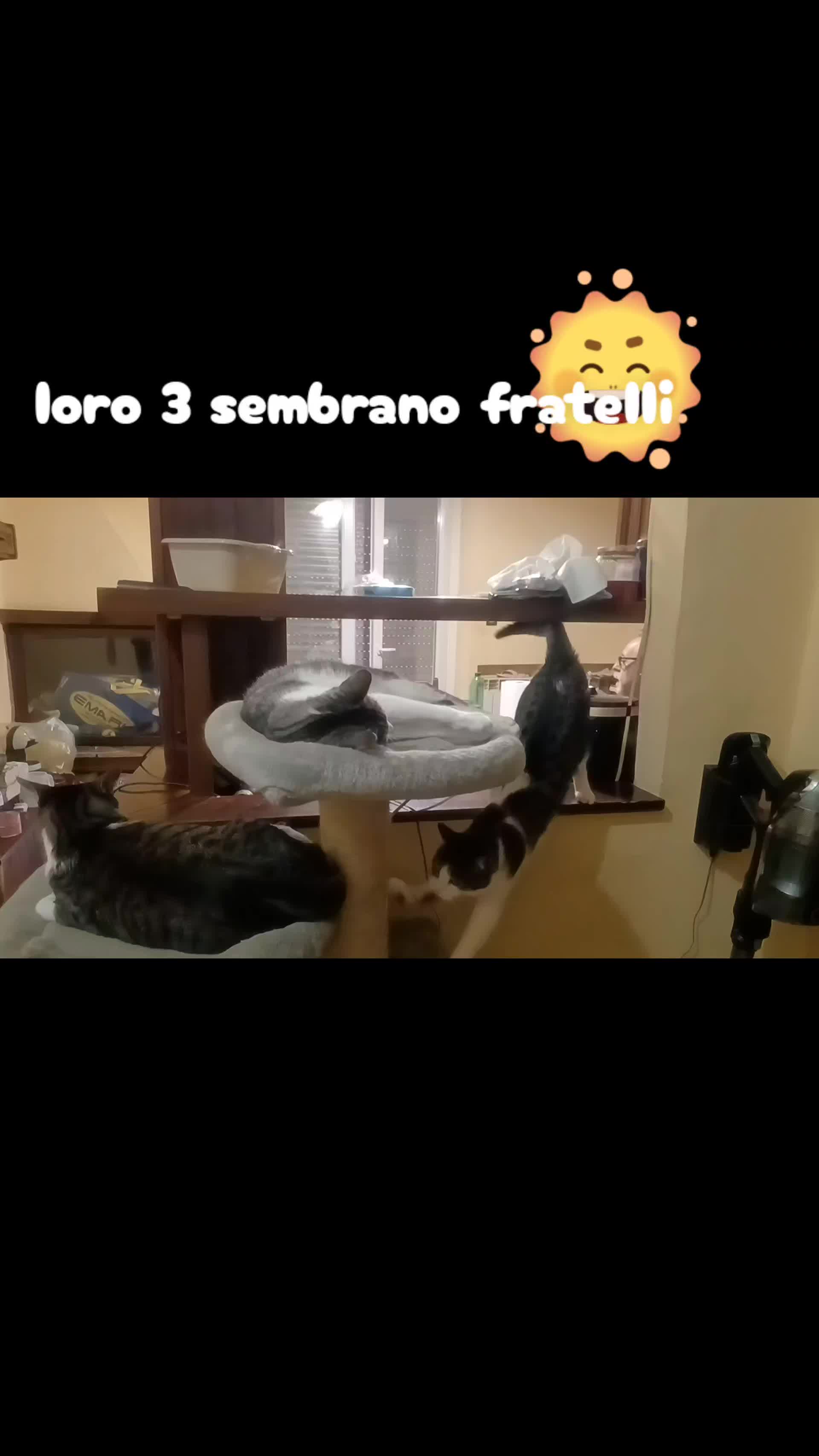 @amica dei gatti