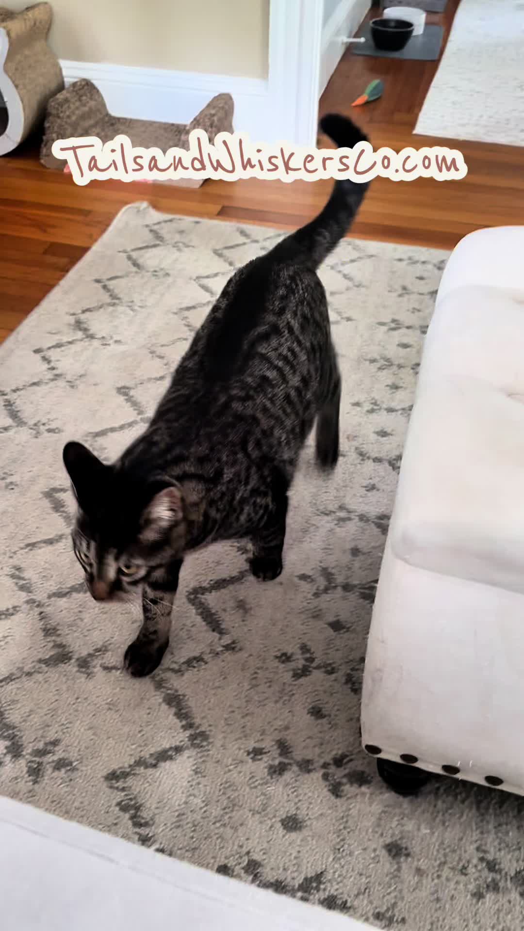 @TailsandWhiskersCo