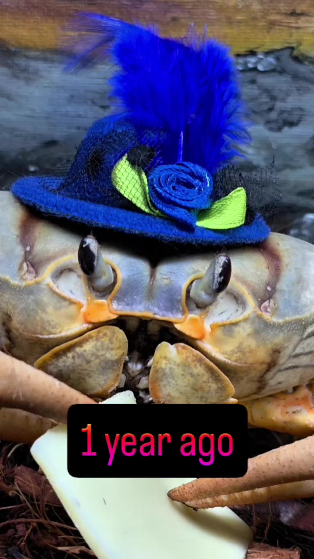 @Howie The Crab
