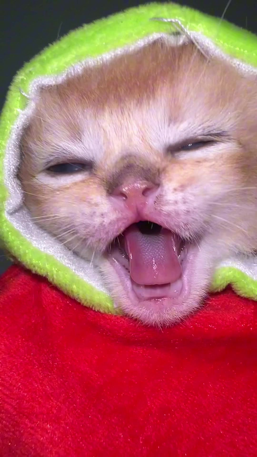 @Soothing Cats😻